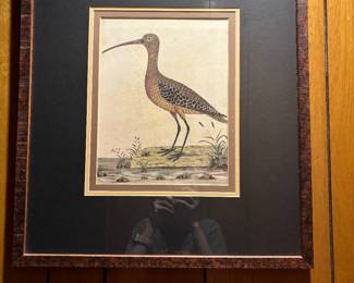 LONG BILLED CURLEW FRAMED ART