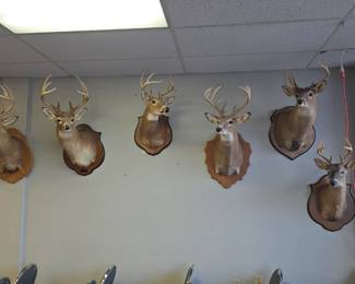 Large deer taxidermy collection 10 available