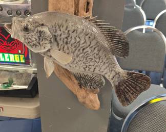 Taxidermy fish
