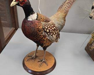 quail taxidermy