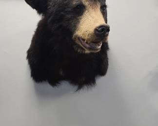 Bear taxidermy head mount