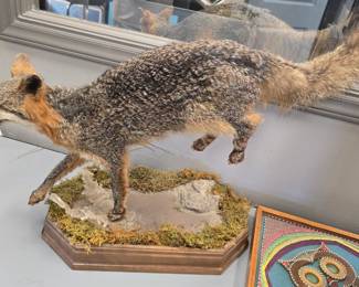 awesome Fox taxidermy