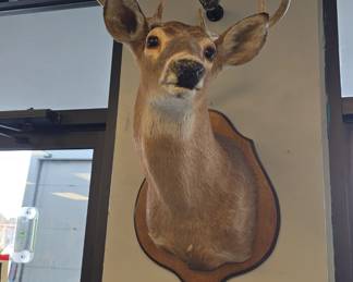 Large deer taxidermy collection 10 available
