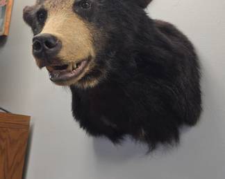 Bear taxidermy head mount