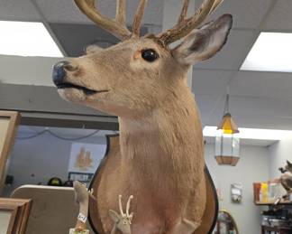 Deer taxidermy