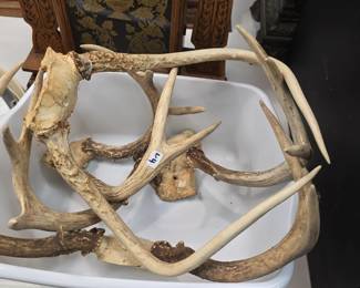 Deer antlers