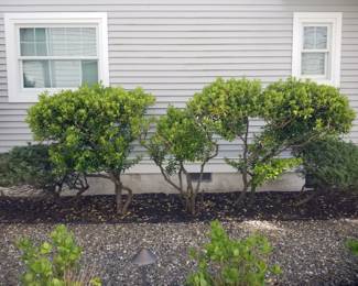 Mature plantings