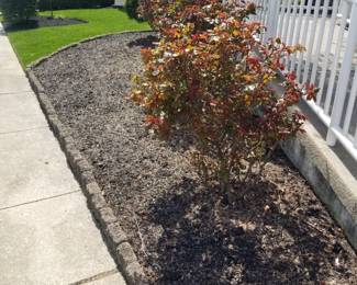 Rosebushes; concrete edging