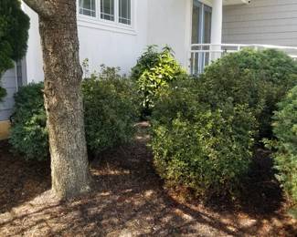 Mature plantings