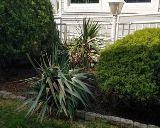 Plants; edging
