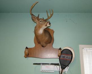 Taxidermy deer