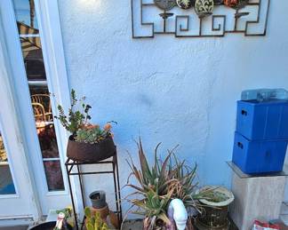Succulents.