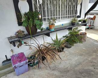 Outdoor potted plants.