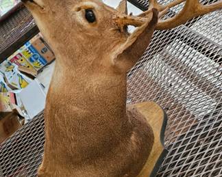 DEER HEAD TAXIDERMY MOUNT