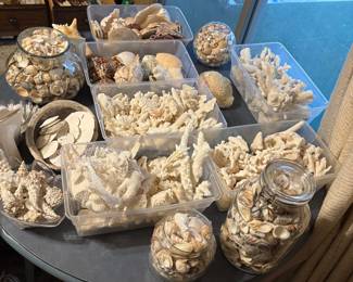 Corals. sand dollars, shells, and more!