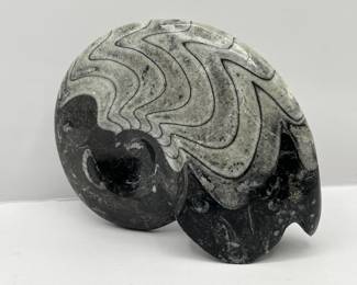 Lot 165 | Polished Goniatite Ammonite Fossil Spiral