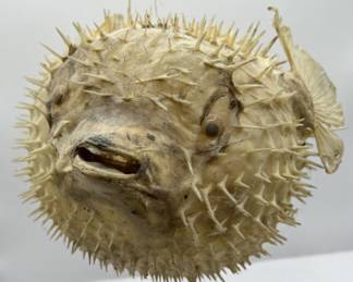 Lot 162 | THIS DUDE: Vintage Puffer Fish w Googly Eyes