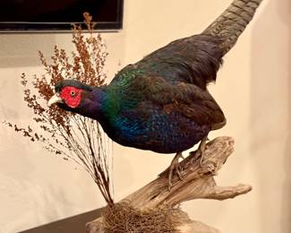 Pheasant taxidermy