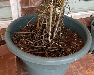 Potted Plants in Need of Tender Care after Last Freeze