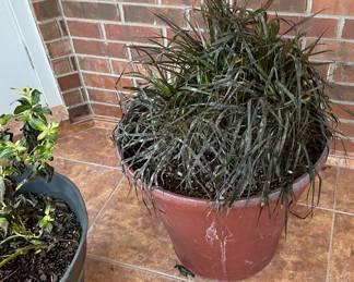 Potted Plants in Need of Tender Care after Last Freeze