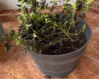 Potted Plants in Need of Tender Care after Last Freeze
