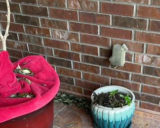 Potted Plants in Need of Tender Care after Last Freeze