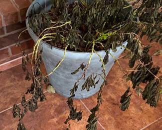 Potted Plants in Need of Tender Care after Last Freeze
