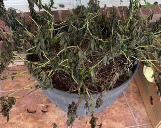 Potted Plants in Need of Tender Care after Last Freeze