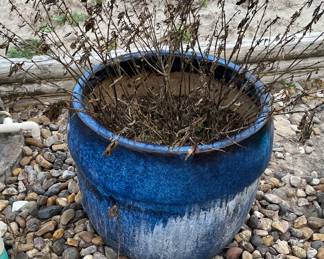 Potted Plants in Need of Tender Care after Last Freeze