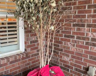 Potted Plants in Need of Tender Care after Last Freeze