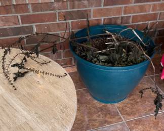 Potted Plants in Need of Tender Care after Last Freeze