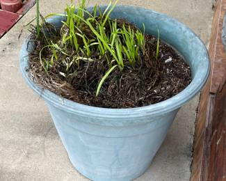 Potted Plants in Need of Tender Care after Last Freeze