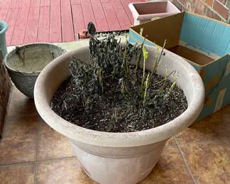 Potted Plants in Need of Tender Care after Last Freeze