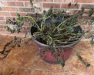 Potted Plants in Need of Tender Care after Last Freeze