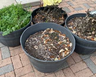 Potted Plants in Need of Tender Care after Last Freeze