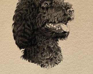 Fridtjov Hermansen (Norwegian, 1876-?) Portrait Of A Poodle, Pen And Ink Drawing On Paper