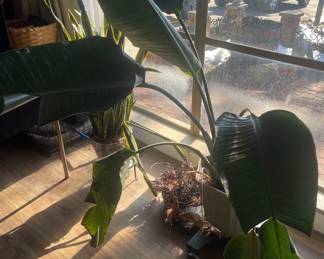 Four Live Plants Cactus, Snake Plant, Succulents,  Bird of Paradise