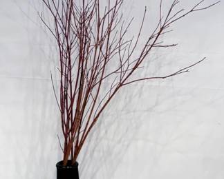 1121 - Vase w/ Branches 23"