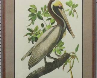 9039 - BROWN PELICAN BY JOHN J. AUDUBON 27.5 X 34.5