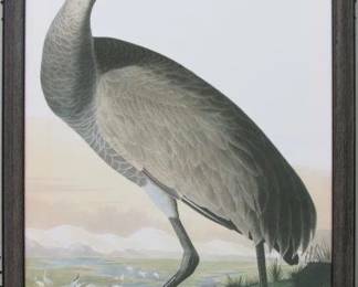 9068 - HOOPING CRANE YOUNG ON CANVAS BY JOHN J AUDUBON 19.5 X 27.5