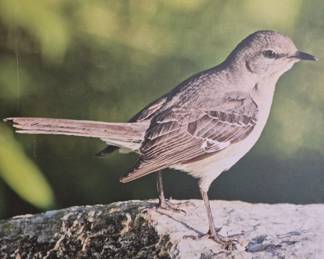 1521 - Stretch Canvas Bird Art 33 x 36