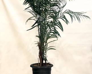 1284 - Faux Tree 86"