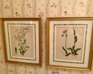(2) The Flowers and Ferns of the United States" by Thomas Meehan Prints