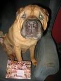 Princess LOVES SASSIE'S
LOOKS LIKE A FUN SALE, WOOF!