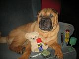 "Where are the power tools?"
Princess says WOOF WOOF they are at SASSIE'S!!:)