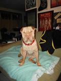 Sweet Pea so excited about doggie figurines..too many to choose from!
But would make some great gifts..she will call Stammie and let him know!
Sweet Pea..is not for sale..OR the drool of fame wall.!!
SWEET PEA WOOFS,I LOVE SASSIE'S!
