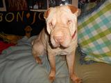 I am Sweet Pea...I am not for sale..Sassie Rescued me..and
I love to sit pose  on the couch..for my cookie.I earn it..The camera noise scares me.!!
Anything behind me..on Sassie's Drool of fame wall..isnt for sale either.
I LOVE SASSIES!!!! :) woof woof.