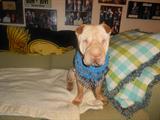 Sweet Pea lovin Sassie's.
(drool of fame wall..& Sweet Pea..not for sale)
Sweet P,wearing baby blue belly dancing scarf!
WOOF!!