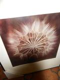 Original Photograph.Taken By Owner of home.
This is the inside of a flower.One of many Framed Photo's
