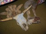 Steer Skulls, with Wooden frame Saddle